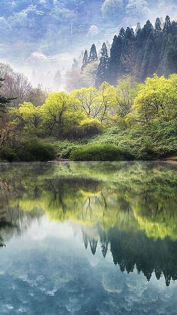 Inspiration Epic Korean Pine Tree Graphed In The Mountains Of South