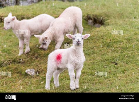 Baby Lamb Cute