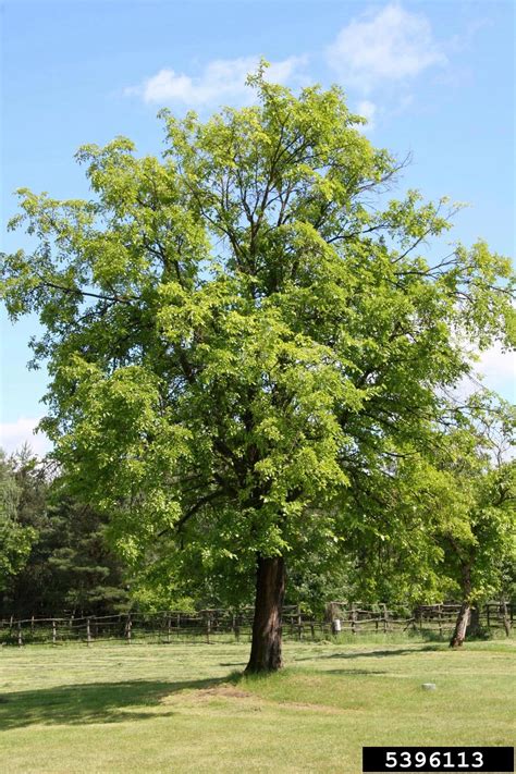 Black Locust Robinia Pseudoacacia