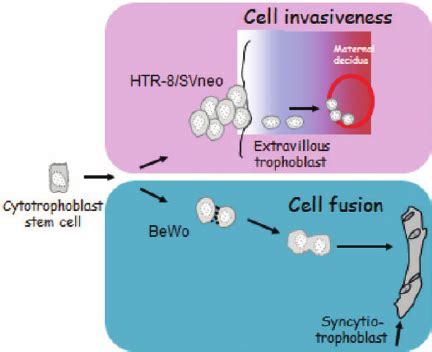 Specific Differentiation Pathways Of The Bewo And The Htr Svneo