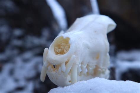 Patrial Geriatric Red Fox Skull Freyjas Forest