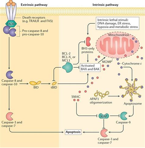 Can you list the apoptosis markers?