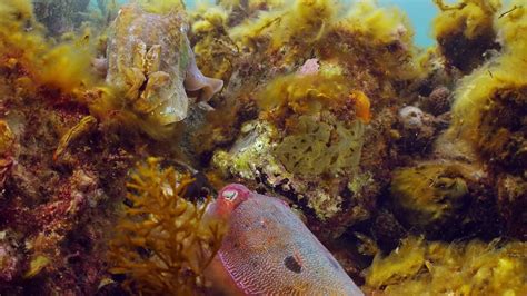 Premium Stock Video Giant Australian Cuttlefish Sepia Apama Migration