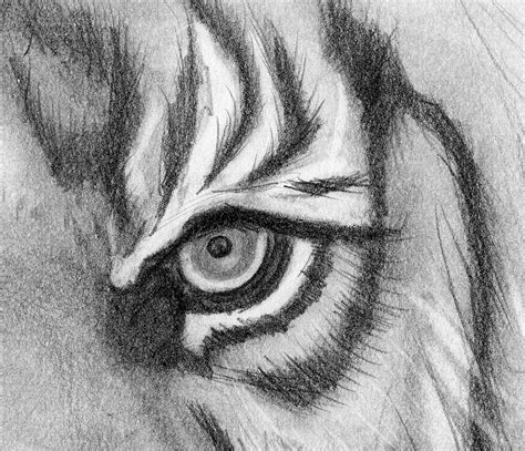 Pencil Drawing Print Tiger Eyes - Etsy