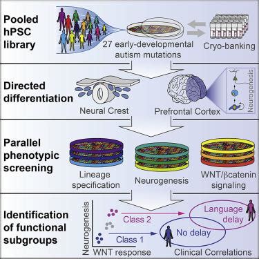 A Multiplex Human Pluripotent Stem Cell Platform Defines Molecular And