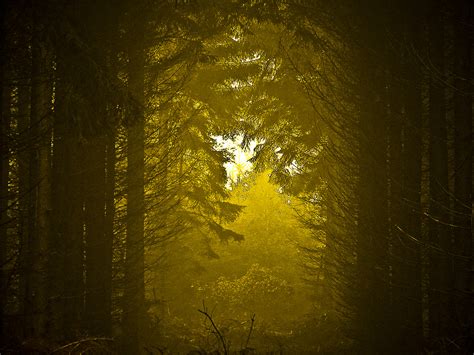 Wallpaper Sunlight Forest Fall Night Nature Reflection Wood