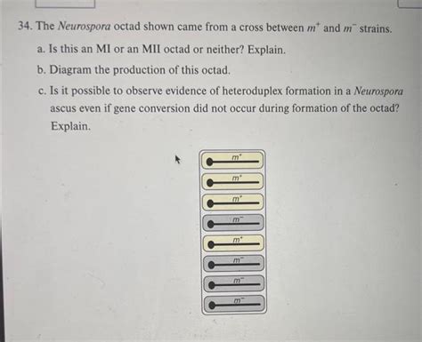 Solved 34 The Neurospora Octad Shown Came From A Cross Chegg