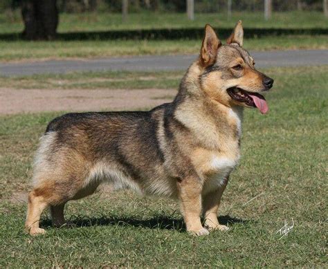 Corgi German shepherd mix characteristics, appearance and pictures