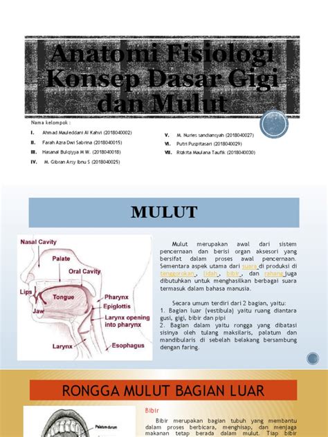 Anatomi Fisiologi Konsep Dasar Gigi Dan Mulut Pdf