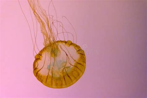 Jelly Fish Glowing Stock Image Image Of Dive Isolated