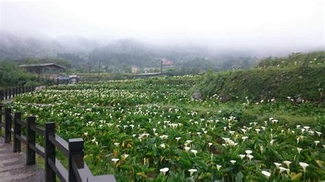 下雨的日子就是要上山看海芋阿雖然冷得要死但超值得趁著這周末天氣好空氣好的時候來山上走一回吧 Hostel Farmland