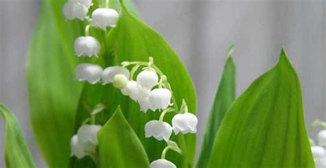 铃兰花的花语与意义（探寻铃兰花的深层寓意）花植网