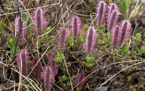 25 Types of Plants Found In Tundra (Facts, Names & Pictures) - Mississippi Greens