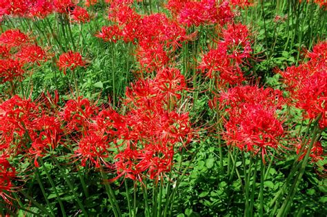 How To Grow And Care For The Spider Lily Lycoris