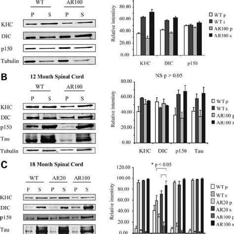 Microtubule-binding properties of axonal transport proteins in the ... 