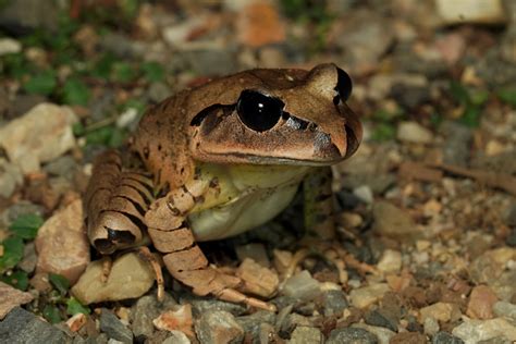 Great Barred Frog Mixophyes Fasciolatus Ausemade