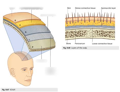 Scalp Layers Diagram | Quizlet