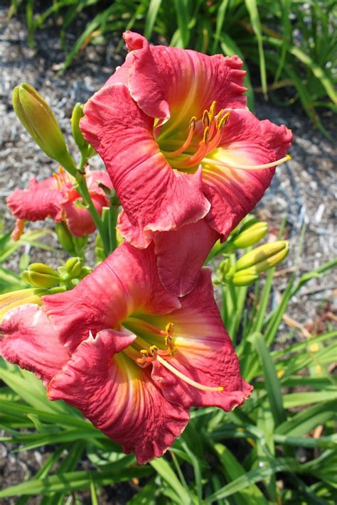 Lewis Daylily Garden Crintonic Gardens The Daylilies Of Curt Hanson