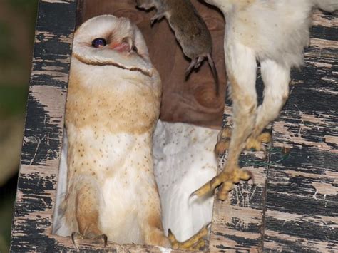 Adult Barn Owl Is Fed Birdnote