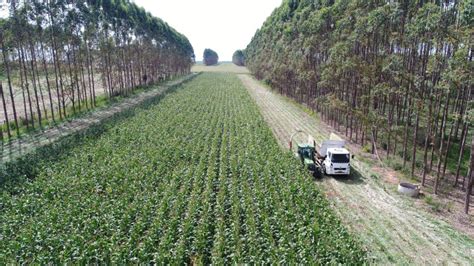 Capacita O Para T Cnicos E Projetistas Em Ilpf E Agricultura De Baixo