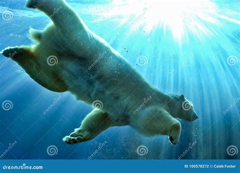 Polar Bear Swimming Underwater Stock Photo Image Of Water Dangerous