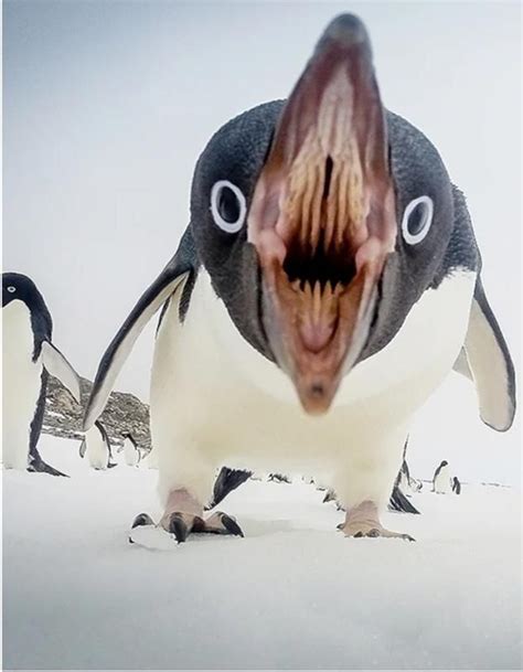 A Penguin With It S Mouth Open And Penguins In The Background