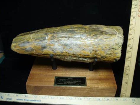 Fossilized Mastodon Tusk Partial D The Stones Bones