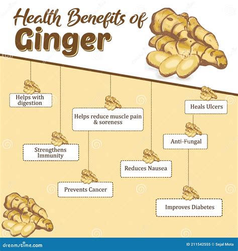 Health Benefits Of Ginger Immunity Booster Cartoon Vector