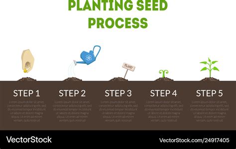 Planting Seed Process Banner Stages Growth Of Vector Image