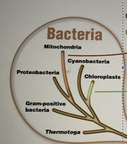 Microbiology Chapter Flashcards Quizlet