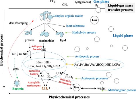 Anaerobic fermentation reaction process | Download Scientific Diagram