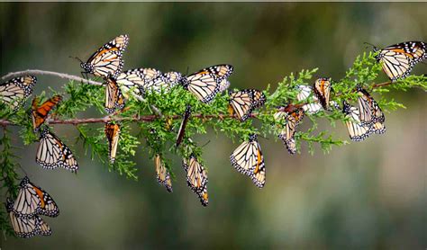 Las Mariposas Migratorias Tienen Una Mayor Diversidad Genética