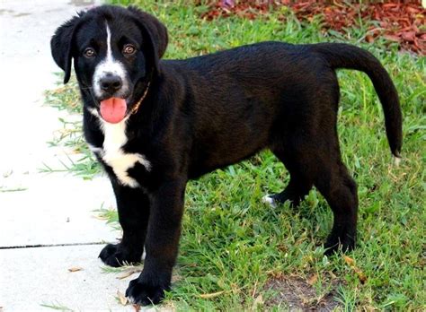 Bernese Mountain Dog Lab Mix Puppies For Sale : Dream dog! Labernese: Lab & Bernese Mountain Dog ...