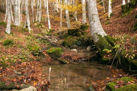 Rainy Weather In The Park Little Puddle In The Forest Stock Image