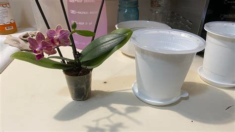 How to Water Orchids? Everything You Need to Know. – planterhoma