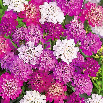 Купить семена ибериса в Москве, России с доставкой почтой | интернет ...