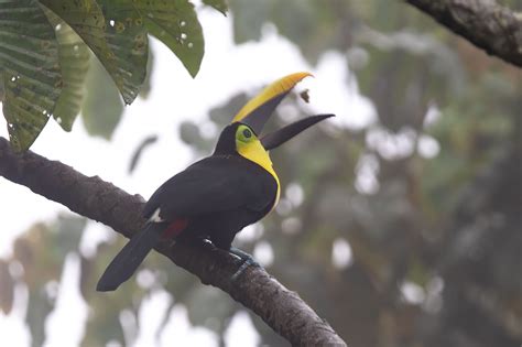 Yellow Throated Toucan Ramphastos Ambiguus Some Photos And Notes