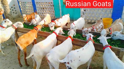 Pure Teddy Goats Russian Bakriyan For Sale Hain 03156703674 Goat