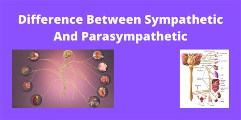 Sympathetic And Parasympathetic Nervous System Similarities - Captions ...