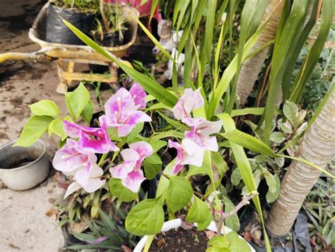 Bougainvillea Spectabilis Also Known As The Great Bougainvillea Is A