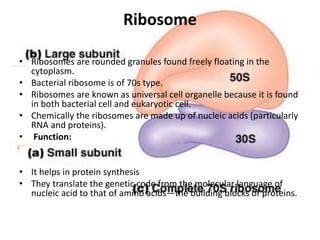 Bacteria.pdf