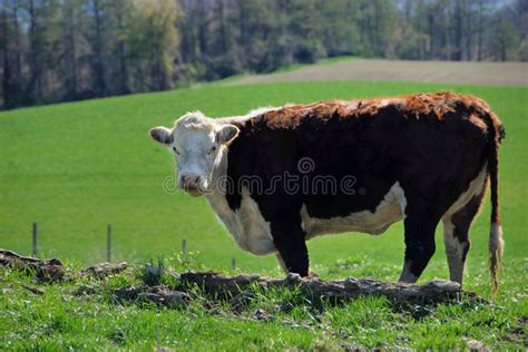 Hereford cow. Hereford beef cow in pasture , #Aff, #cow, #Hereford, # ...