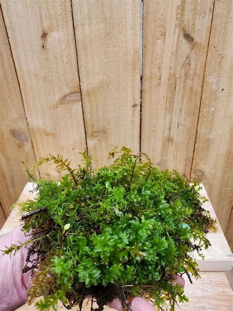 Selling a full line of live moss and dried mosses, driftwood