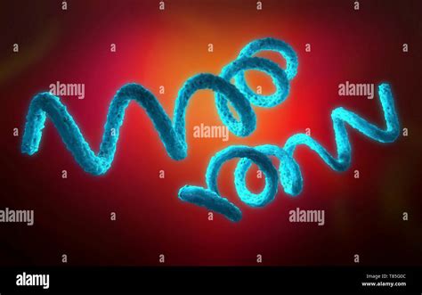 Syphilis bacteria, illustration Stock Photo - Alamy