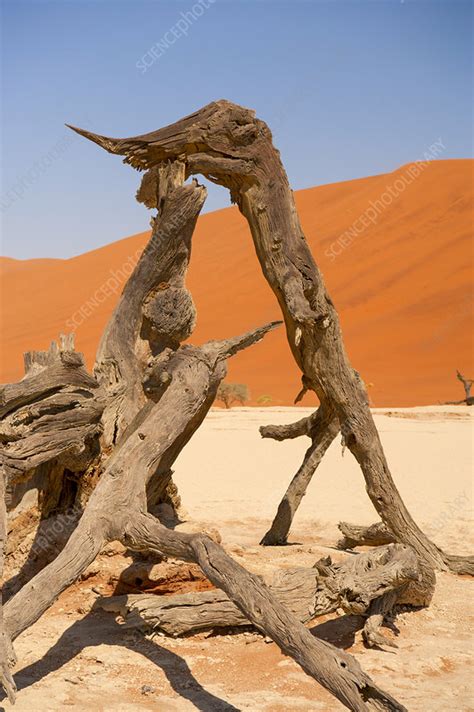 Deadvlei Namib Naukluft National Park Namibia Stock Image F0281407 Science Photo Library