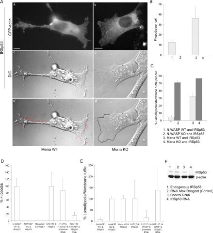 The Cdc Effector Irsp Generates Filopodia By Coupling Membrane