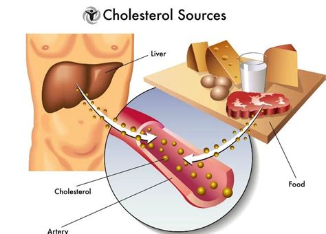 Good Cholesterol And What You Should Know About It