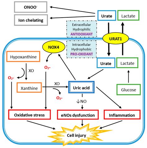 Uric Acid Metabolism Pathway