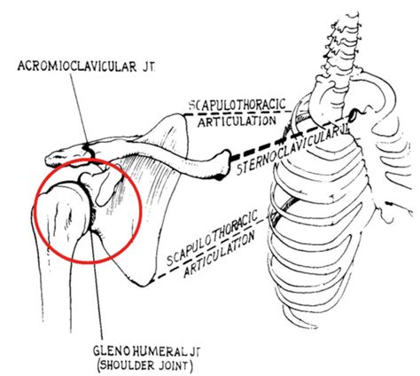 OPP 15 Upper Limb Flashcards Quizlet