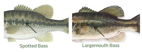 How To Spot The Difference Between Spotted Bass And Largemouth Bass Rip Lips Tips